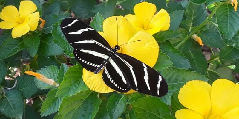 Garden Club of Cape Coral | Buttery blooms